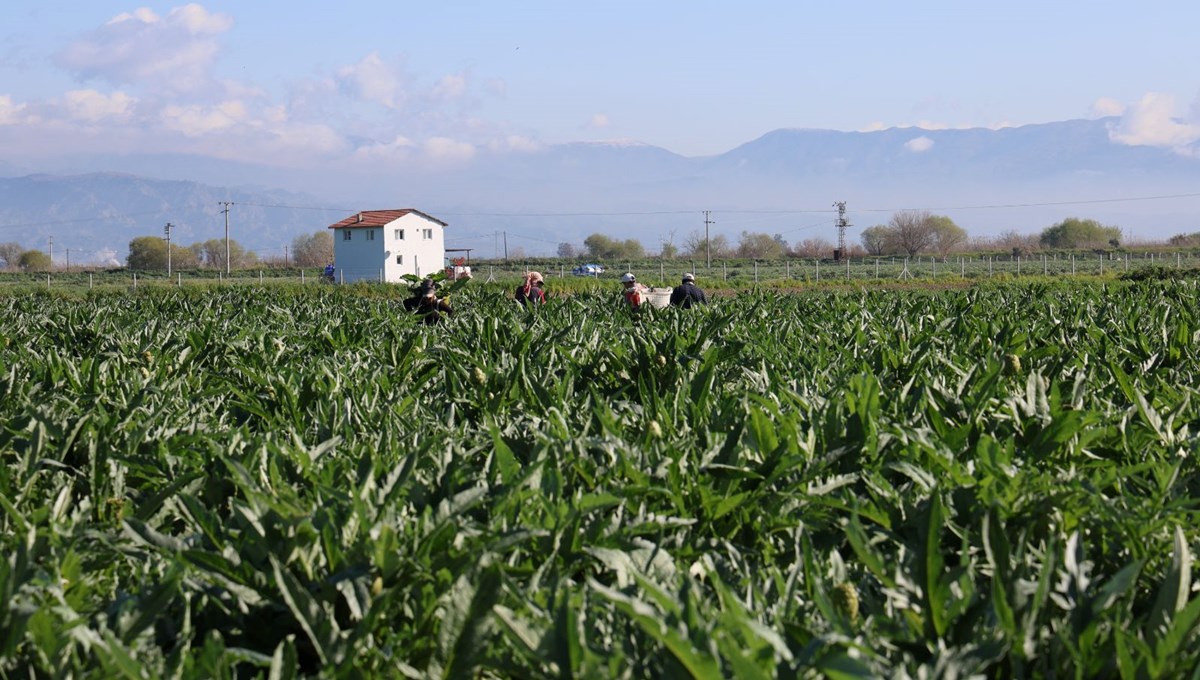 Tarladan tabağa fiyatı 20 kat artıyor