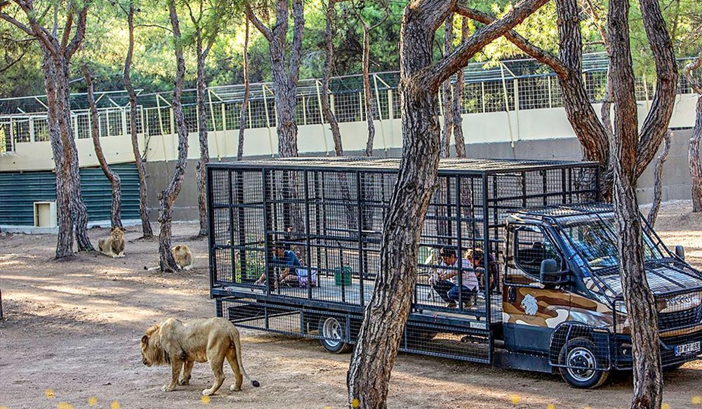 Antalya'da telli kamyonetle 'aslan safarisi'ne tepki - 2