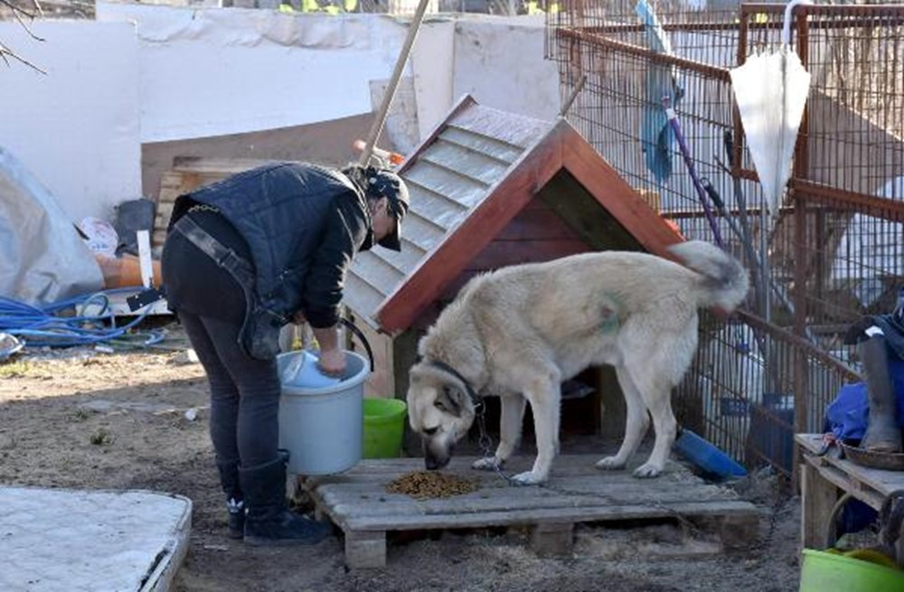 Tek başına 400 köpeğe bakıyor NTV