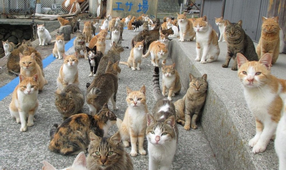 Japonya'daki kedi adası: Aoshima - 14