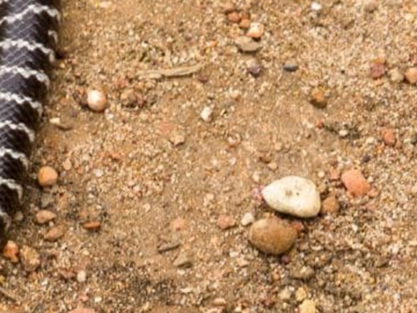 avustralya da yeni bir yilan turu