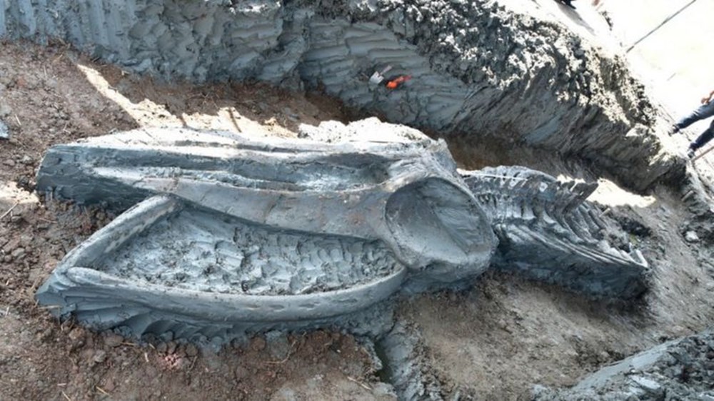 Tayland’da 5 bin
yıllık balina iskeleti bulundu - 1