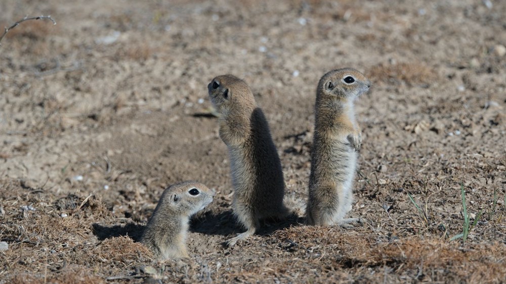 Anadolu gelengisi Karaman'da görüntülendi 74 5i5GwXGjsEW30u5bUi5gXw