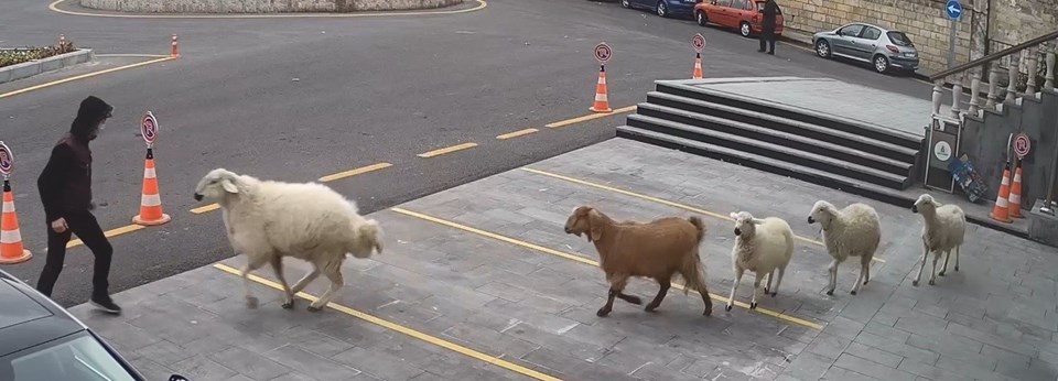 Nevşehir Belediyesi: 1 koyun,1 keçi, 3 kuzu tarafından esir alınmış bulunmaktayız - 1