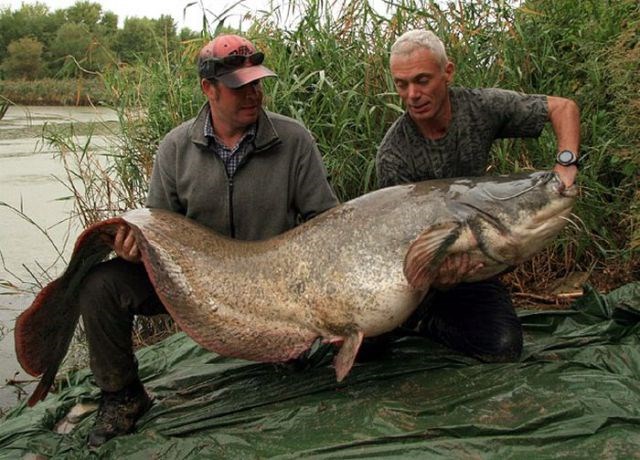Сом Фото Рыба Речная