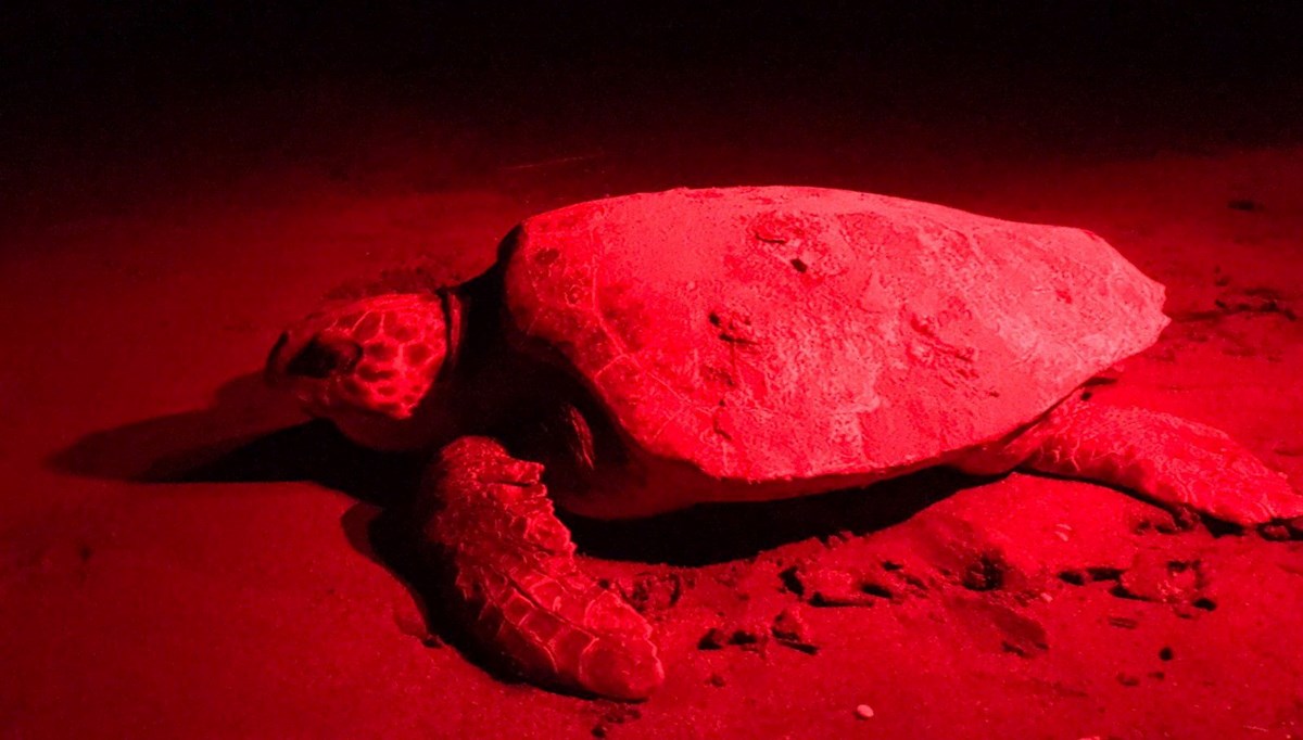 Patara'da caretta caretta yuva sayısında rekor artış Patara'da caretta caretta yuva sayısında rekor artış