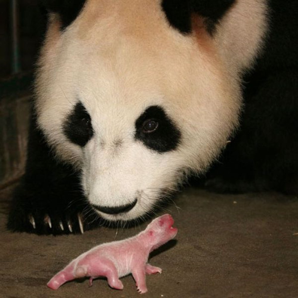 Родившийся детеныш панды. Панда с детёнышем. Рождение панды. Новорожденный Панда. Младенец панды.