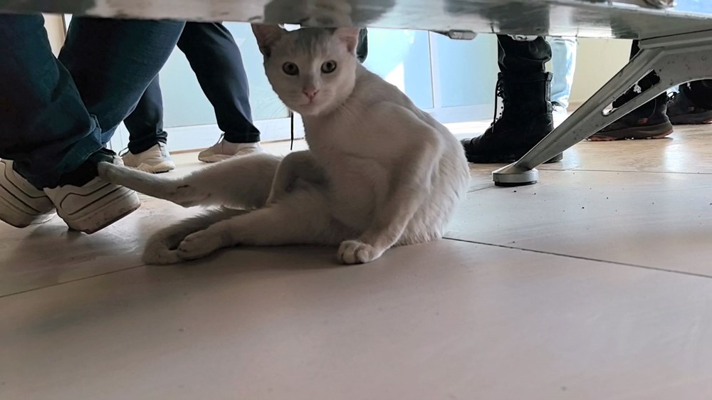 Bacağı kırılan kedi hastanenin acil servisine geldi - 4