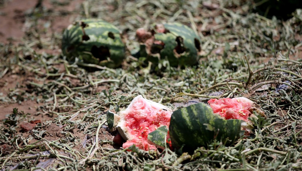 Şiddetli dolu, tarlaları vurdu: “15 dakikada 100 ton karpuz yok oldu”
