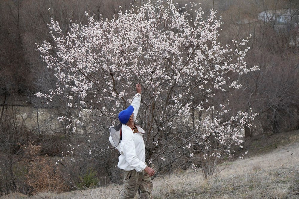 Badem Ağaçlarının Zamansız Dansı: Yalancı Baharın Çiçek Açan Tuzağı 73 5mhaopWGUkSenJ ZW65KNA