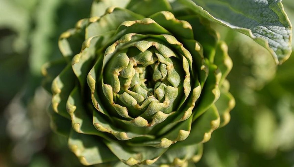 Urla Enginar Festivali ne zaman?