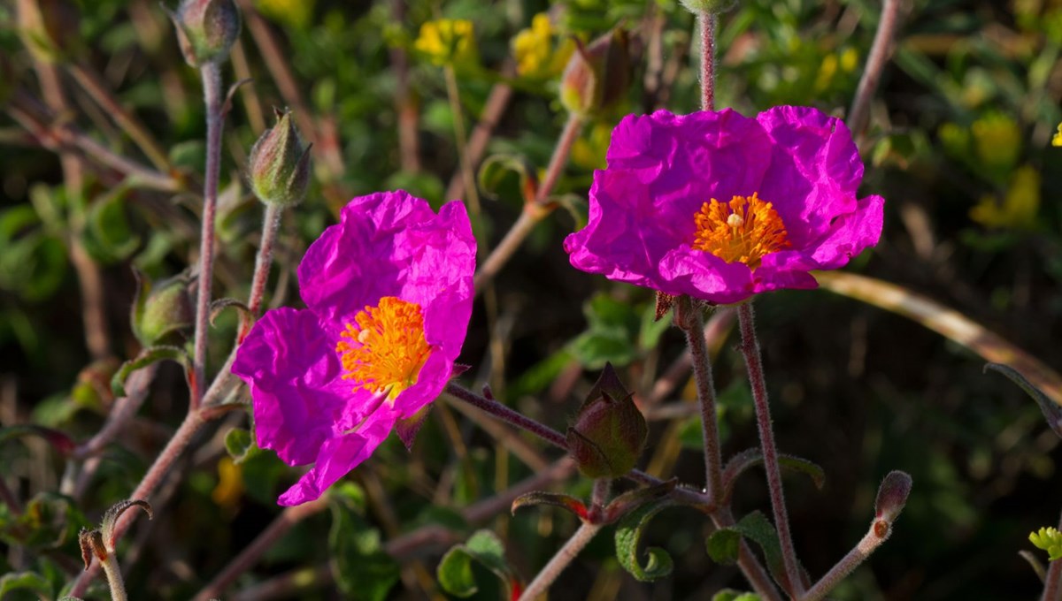 Cistus Creticus (Tüylü Laden) bitkisinin faydaları nelerdir?