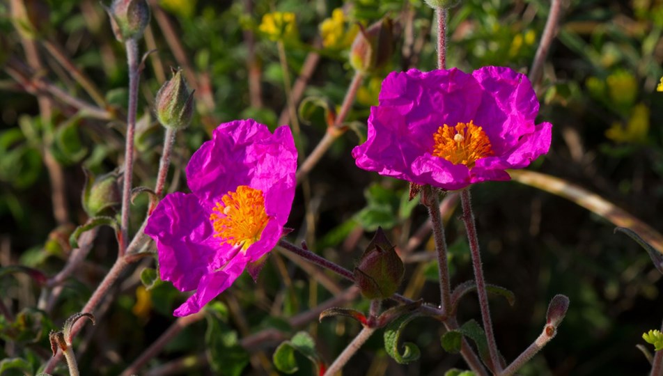 Cistus Creticus nedir? Cistus Creticus (Tüylü Laden) bitkisinin faydaları nelerdir?