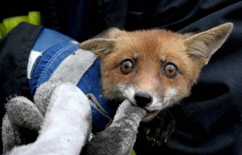 Лис смешное фото Лис смешное фото
