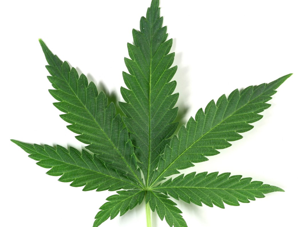 esrarin iyisi olur mu ntv