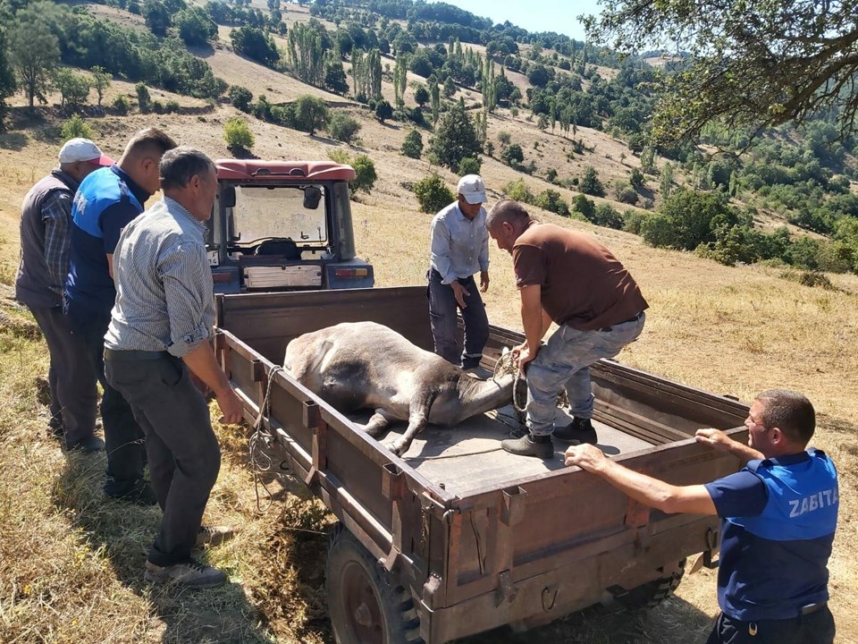 Bayramda kaçan ve 25 gün sonra bulunan boğaya Ahbap Derneği talip oldu - 1