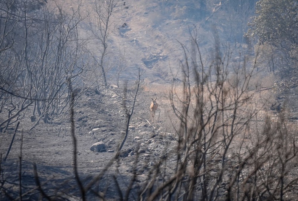 Çanakkale orman yangınında son durum: Tarihi Alan kapatıldı, tahliye edilen köy sayısı artıyor - 8