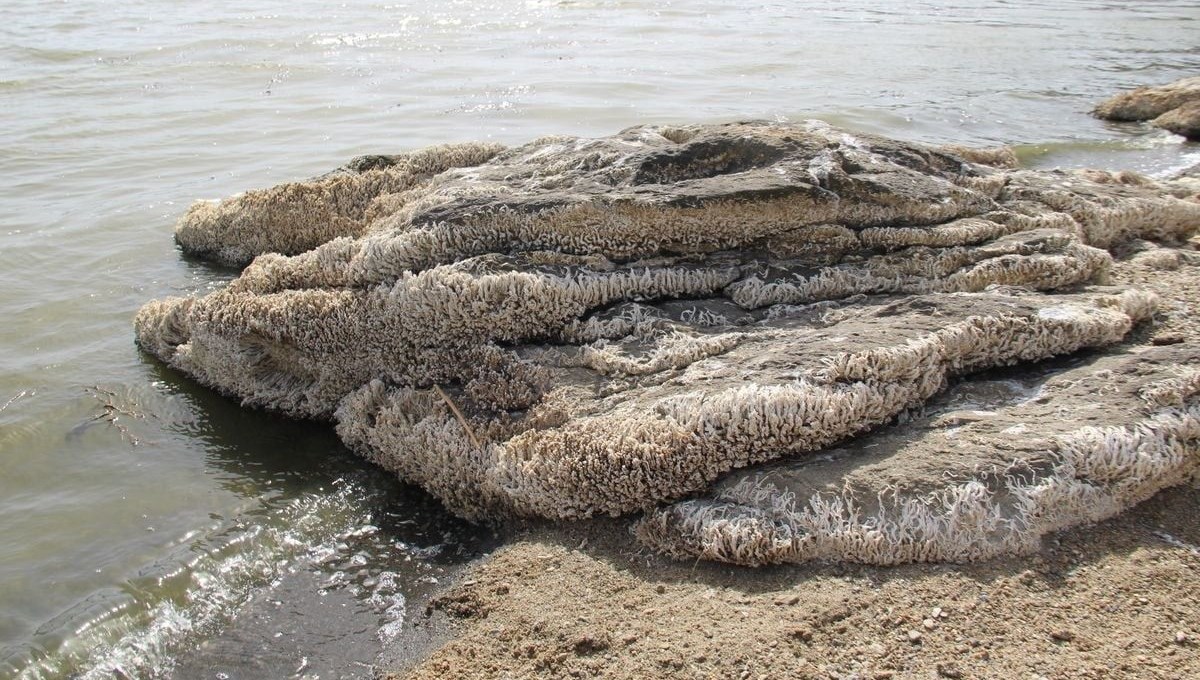 Bafa Gölü’nde sular çekilince istilacılar ortaya çıktı