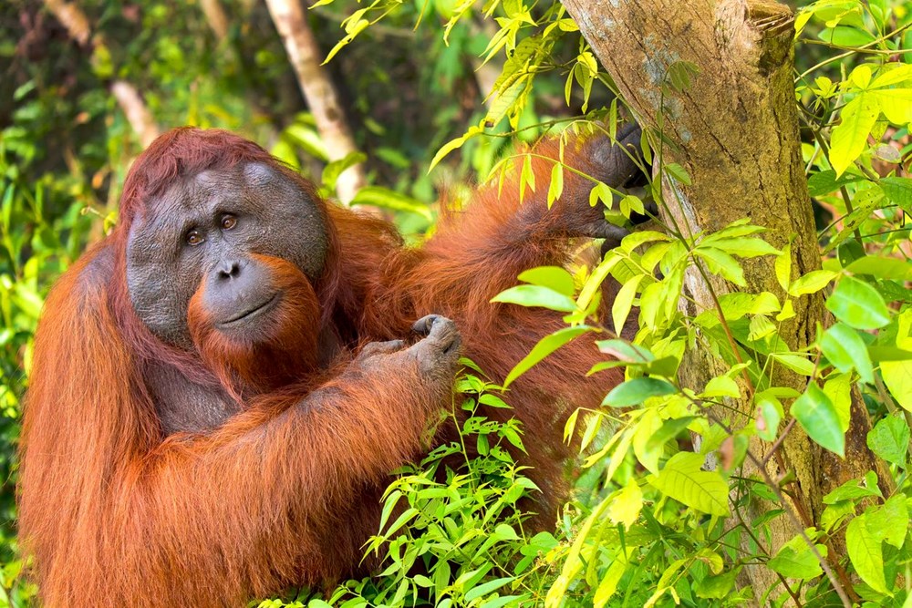 Orangutanlar havalı olduklarını göstermek için yeni argo sözcükler geliştiriyor - 2