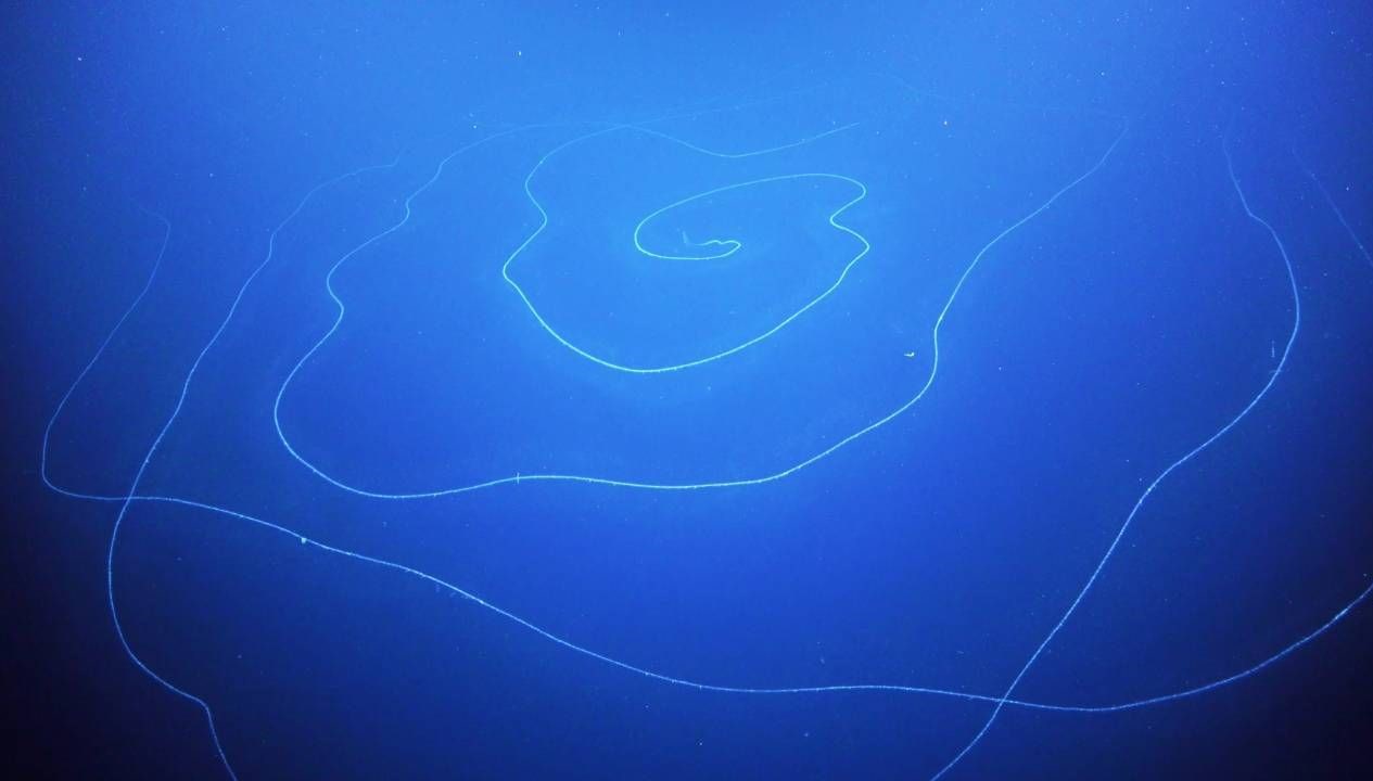 Dunya Nin En Buyuk 10 Hayvan Turu Youtube