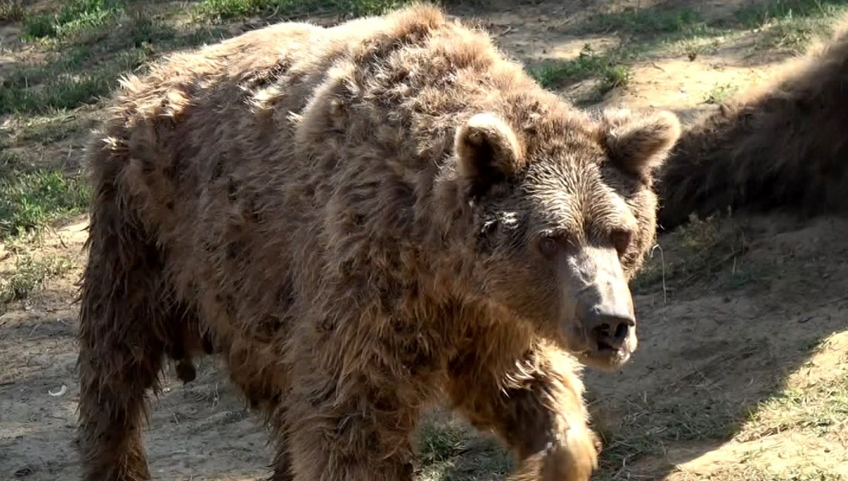 Son dansçı ayı Brütüs de öldü