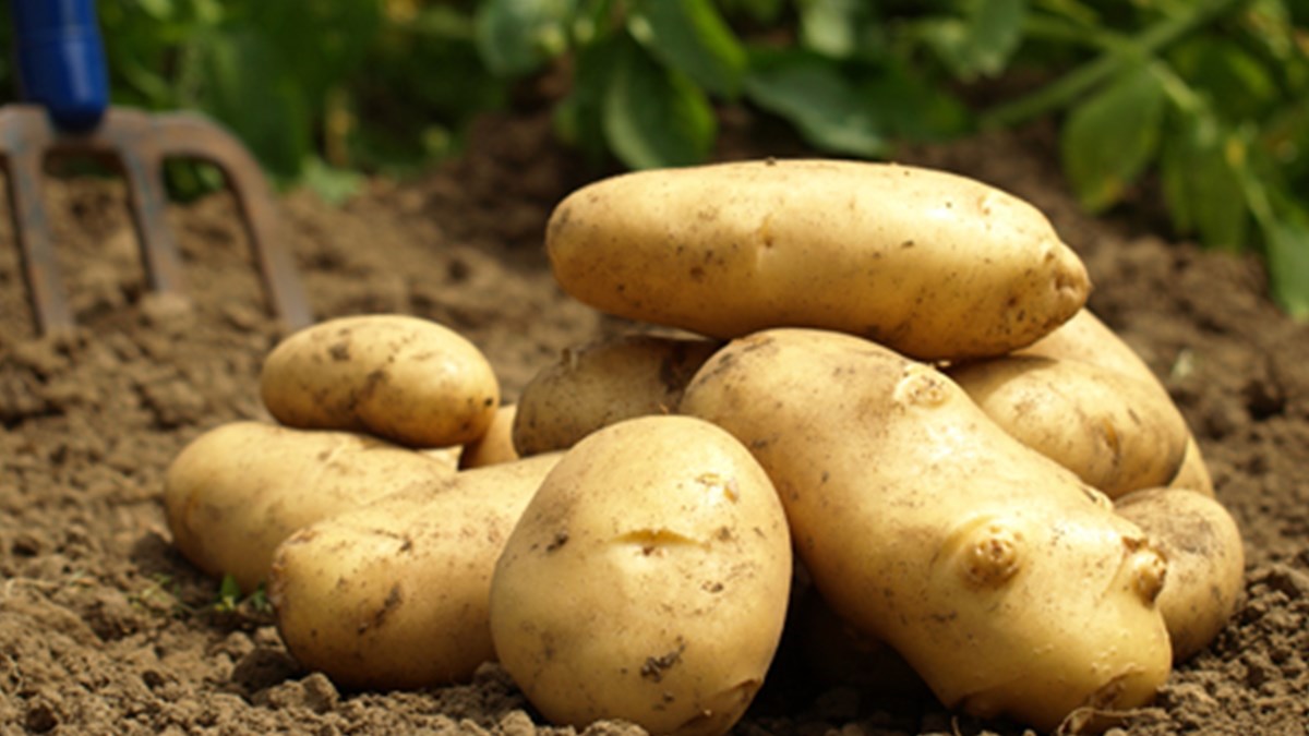 patates fiyatlari dusmeye basladi patatesin kilosu ne kadar ntv