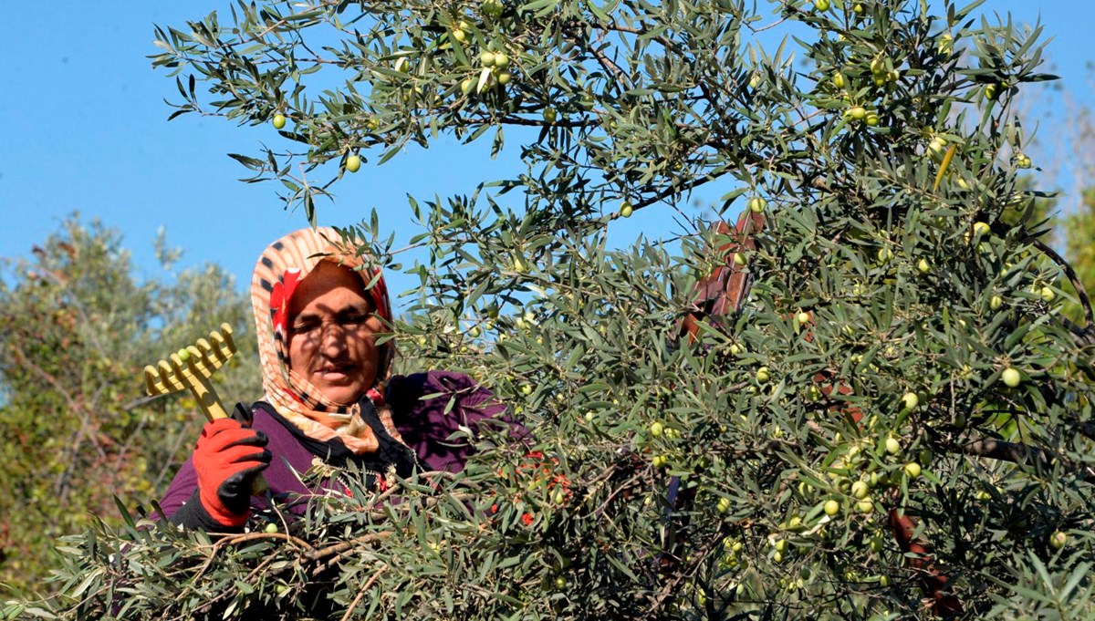 Türkiye'de 200 milyonun üzerine yükseldi: En çok Manisa, Aydın ve İzmir'de bulunuyor