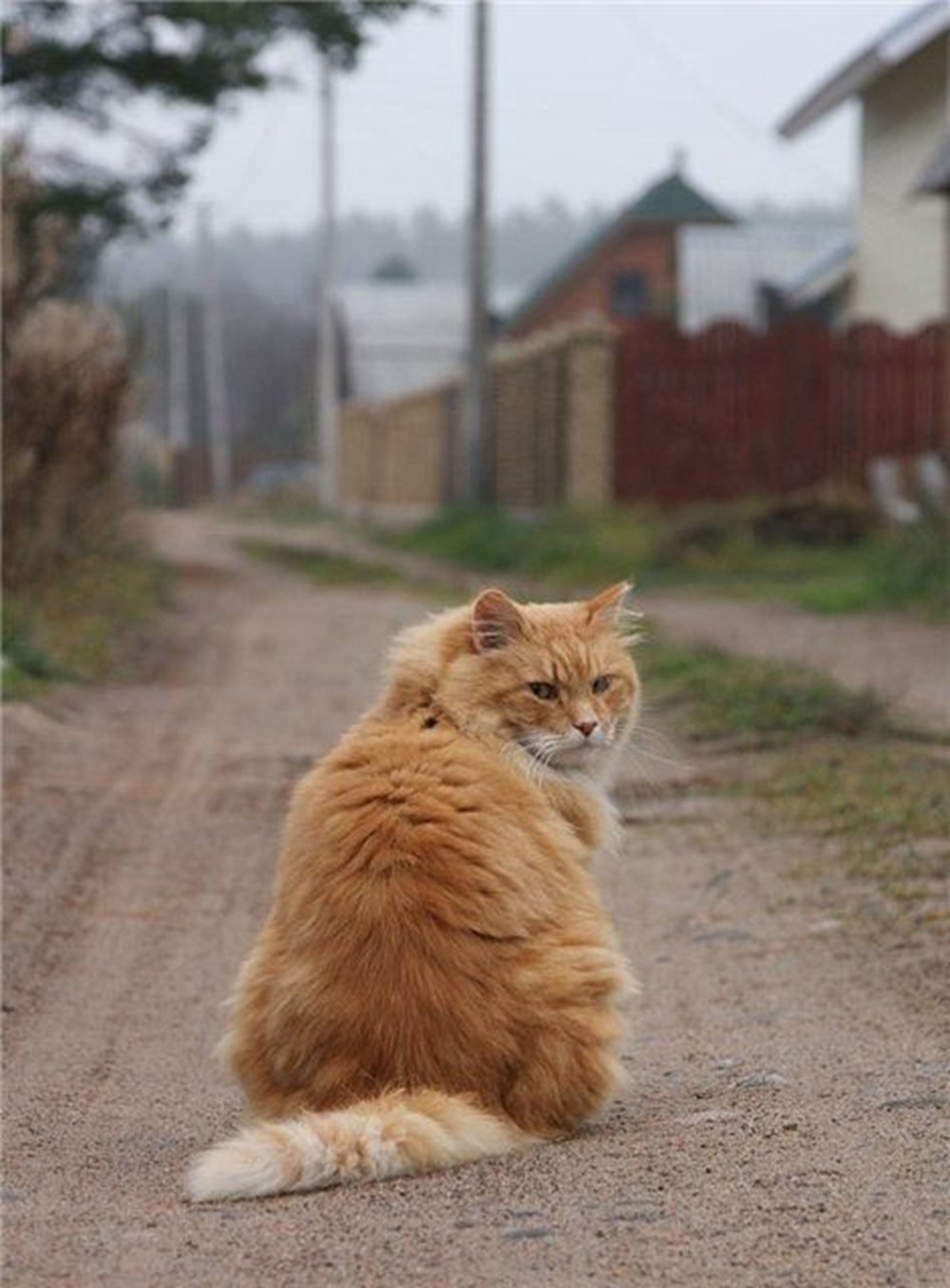 Надо домой. Обиженный кот. Кот уходит. Кот обернулся. Обиженный кот уходит.