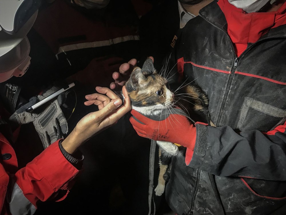 İzmir'de enkazda K-9 köpeği kediyi kurtardı - 2