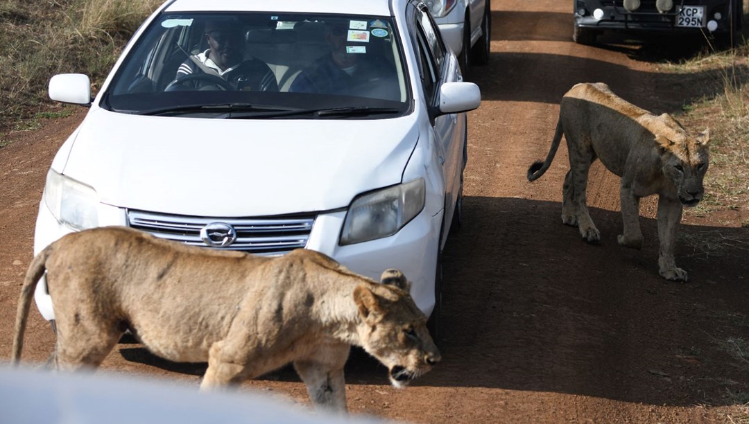 Kenya'da aç aslan alarmı Yerleşim yerlerine saldırmaya başladılar