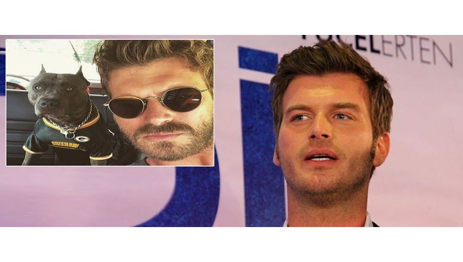 kivanc tatlitug un yasaklanan pitbull