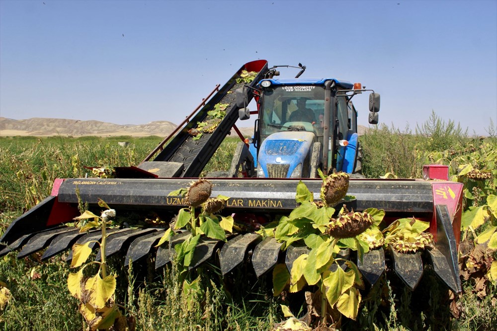 1,5 g�nde hasad� yap�l�yor: Binbir emekle yeti�tiriliyor