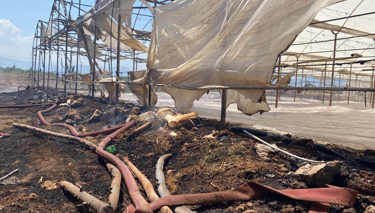 Antalya'da çıkan yangında seralar ve zeytin ağaçları zarar gördü