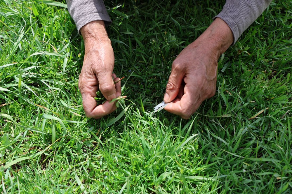 Bin bir zahmetle elle tek tek toplanan bitki: Gribe yeterli geliyor, idrar sökücü özelliği var 72