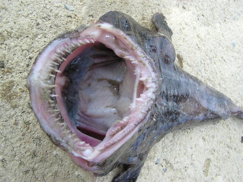 Как выглядят настоящие рыбы Как выглядят настоящие рыбы