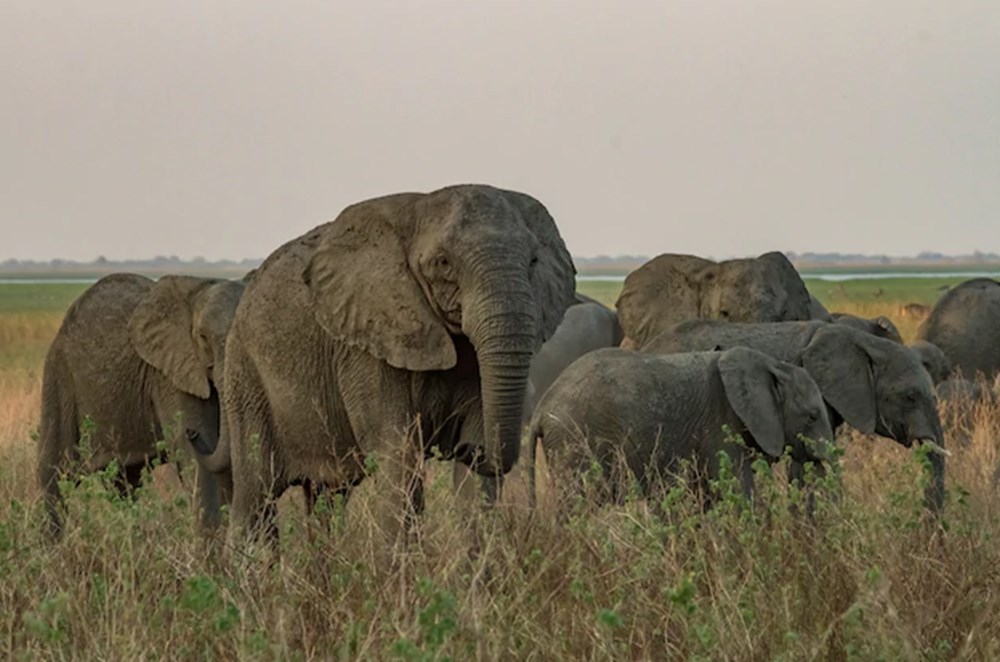 Mozambik'te filler insanlıktan korunmak için mutasyon geçirdi: Artık dişsiz doğuyorlar - 2