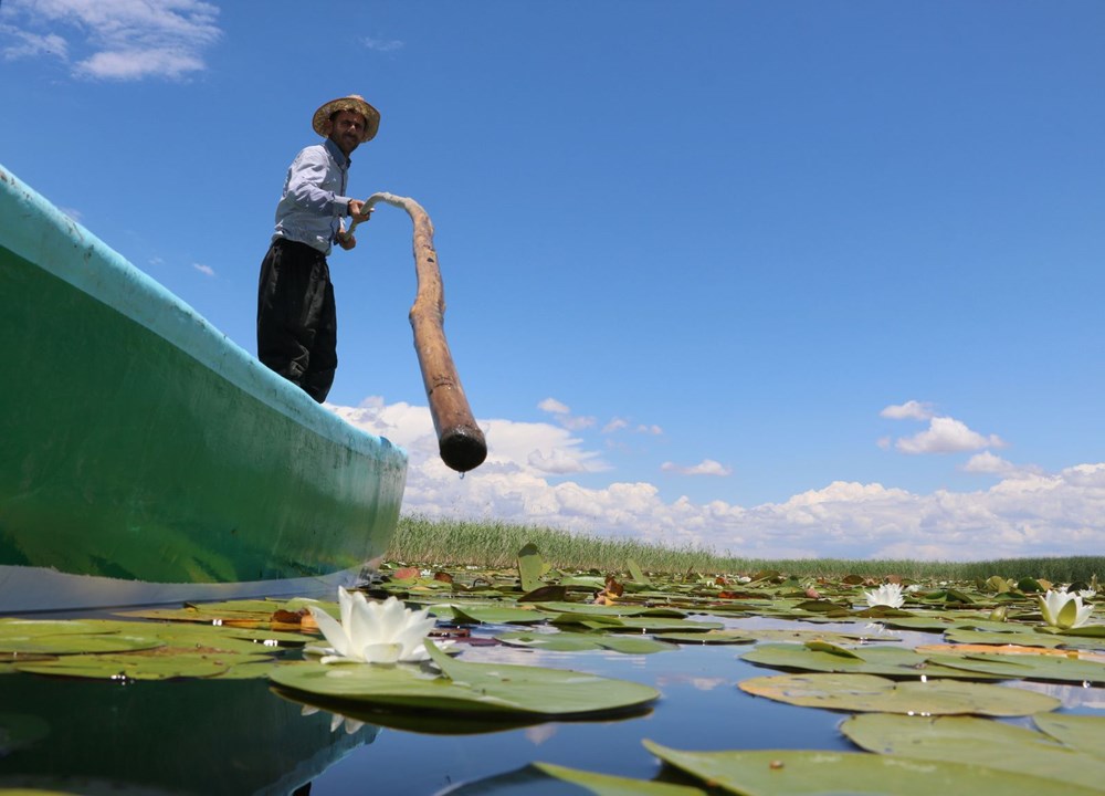 Türkiye'nin en büyük nilüfer bahçesi: Beyşehir Gölü - 7