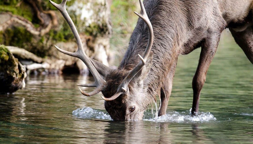 Олень пьющий воду