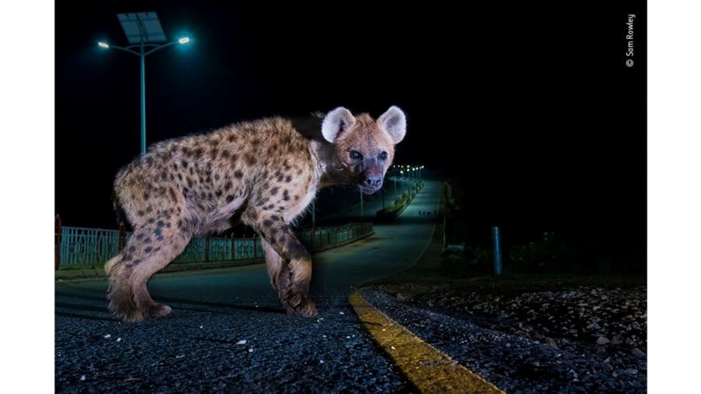 Yılın Vahşi Yaşam Fotoğrafı  finalistleri belli oldu (Wildlife Photographer of the Year) - 9