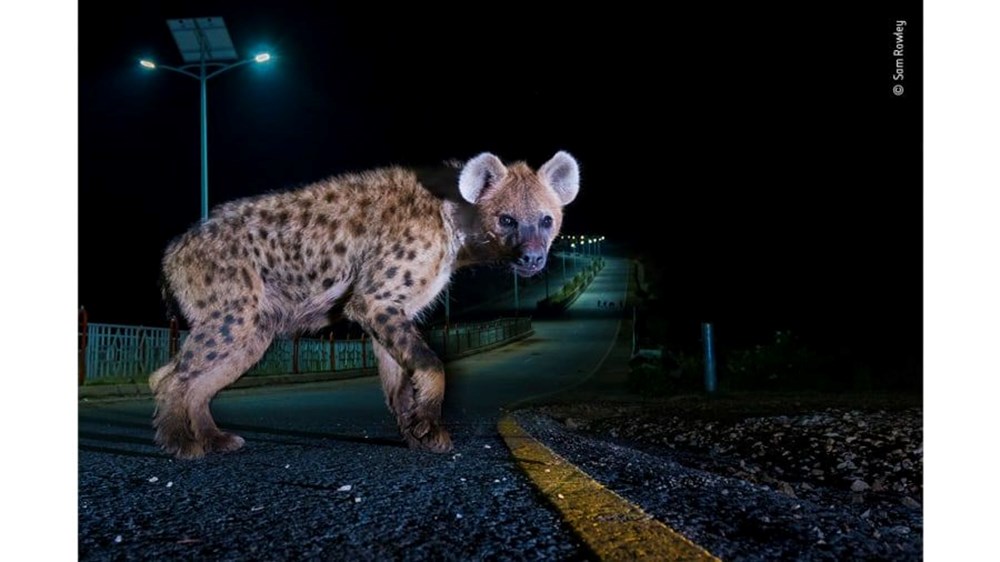 Yılın Vahşi Yaşam Fotoğrafı finalistleri belli oldu (Wildlife Photographer of the Year) - 9