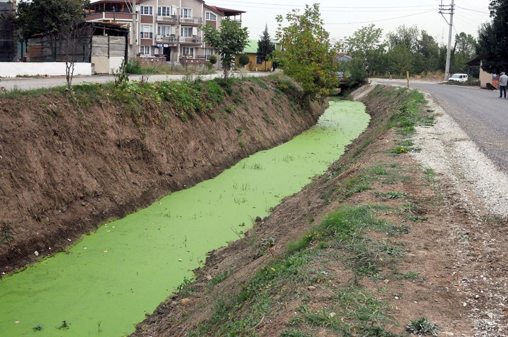 Kocaeli'deki derenin rengi yeşile döndü: 'İlk defa böyle bir şey görüyorum' - 1