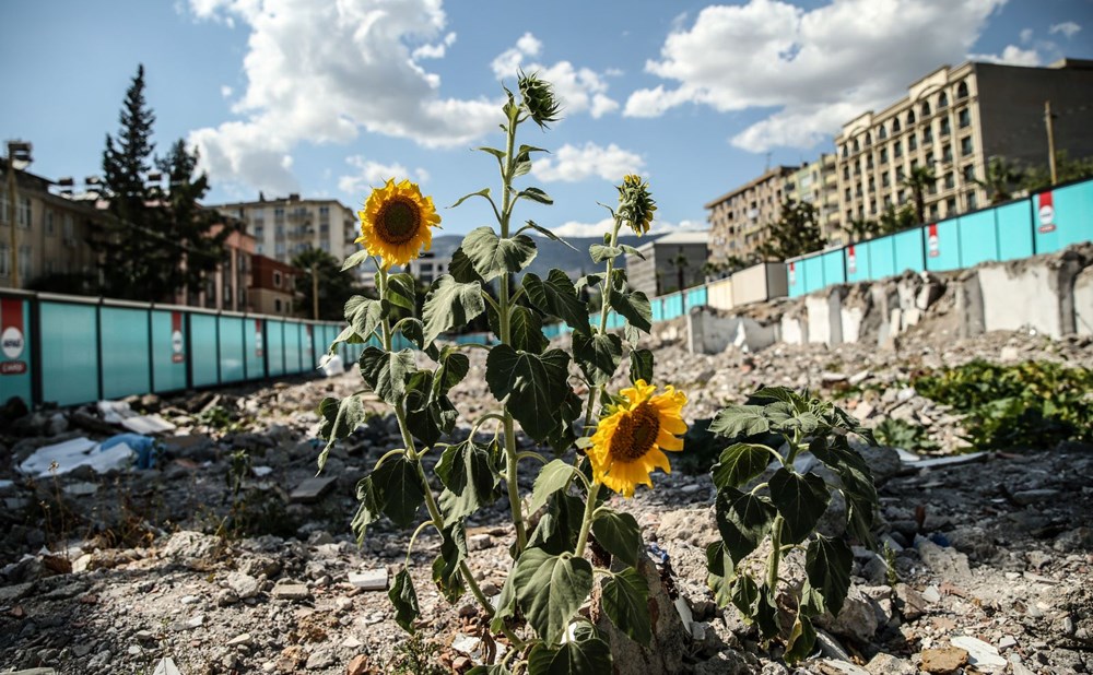 Depremin merkez üssünde molozların arasında ürünler filizlenmeye başladı - 3