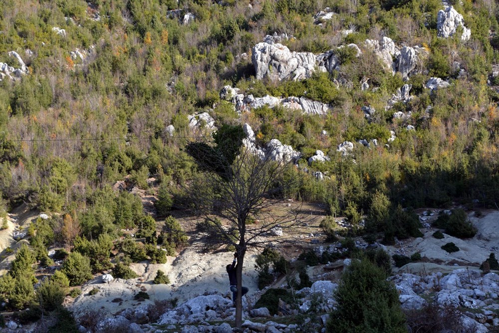 Dağlardan topladıkları defneden günlük 500 lira kazanıyorlar - 4