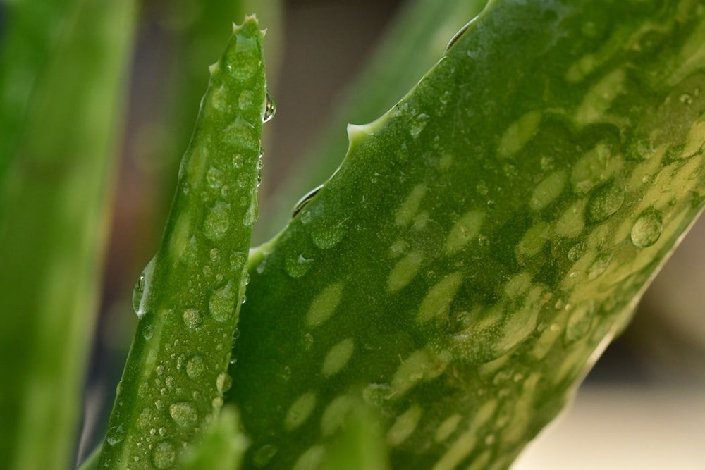 Aloe Vera (tıbbi sarısabır) nedir? Aloe Vera bitkisine nasıl bakılır? Faydaları nelerdir? - 5