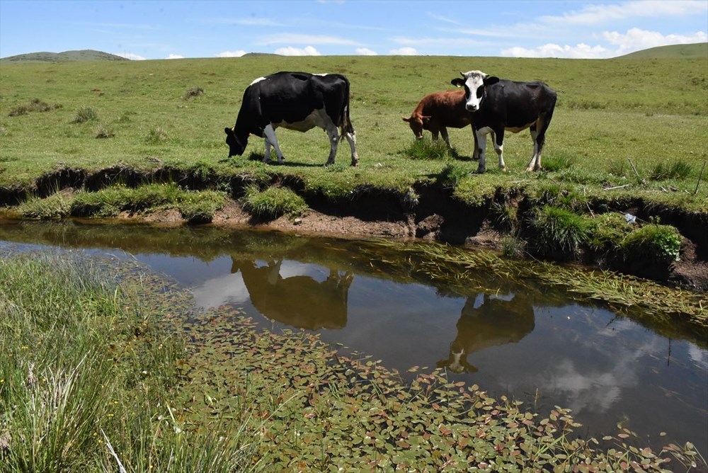 Karadeniz'in menderesleriyle ünlü Perşembe Yaylası doğaseverleri ağırlıyor - 17