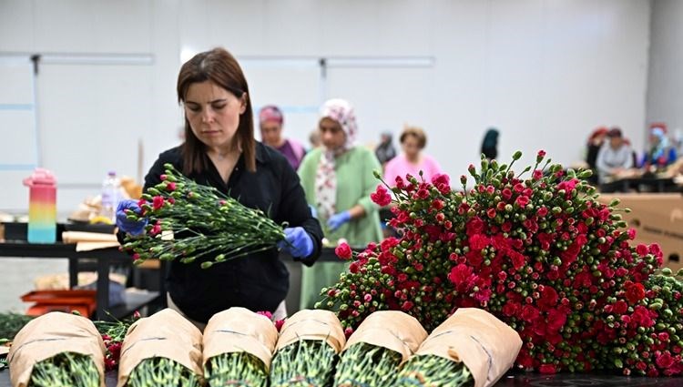 Türkiye'de Anneler Günü mesaisi: 30 ülkeye 10 milyon dolarlık çiçek ihracatı