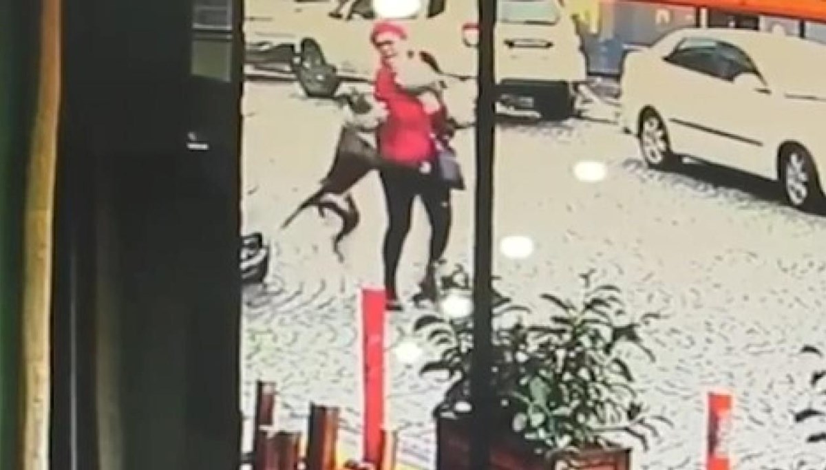 Pitbull, kadına ve kucağındaki köpeğe böyle saldırdı Pitbull, kadına ve kucağındaki köpeğe böyle saldırdı