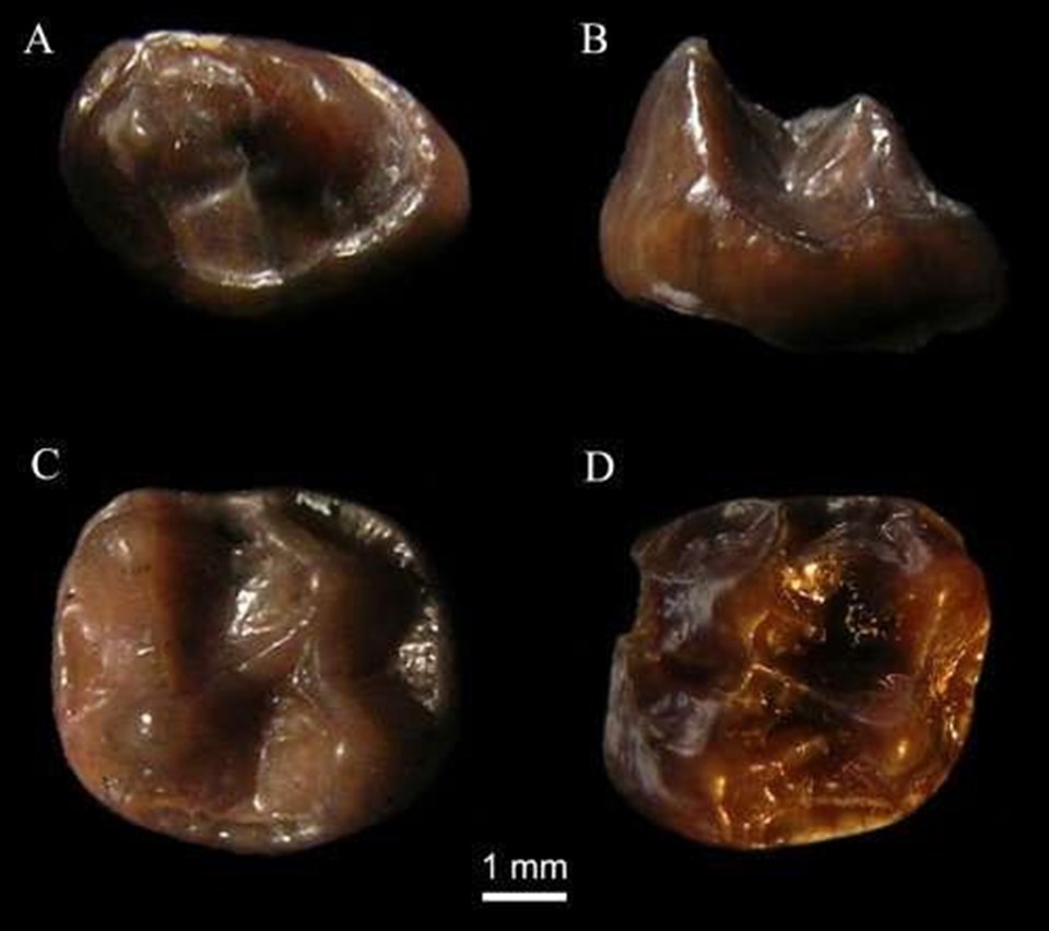 Kenya'da evrende yaşamış en küçük maymun fosili bulundu - 1