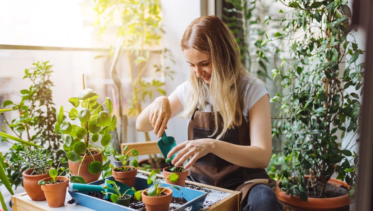 Evde yetiştirilebilecek bitkiler