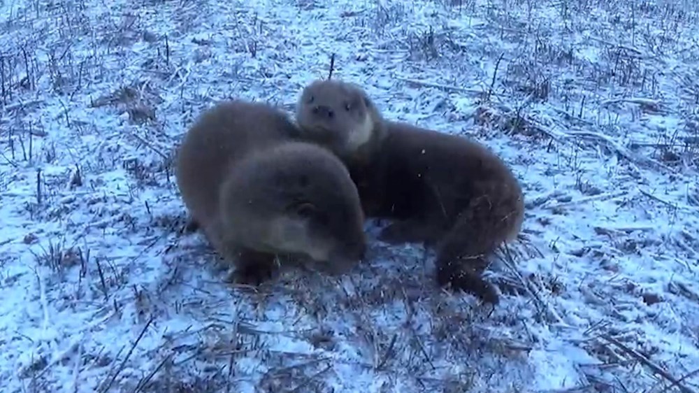 Yavru Su Samurlarının Görüntüleri Ortaya Çıktı: Tüyler Ürperten Sevinç ve Sevimlilik! 74 69y0wD1jdkyS7pONZ2mfJw